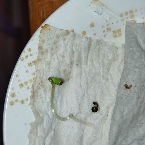 Chola  growlog photo: Radicula de más de 2 cm de largo
Inicio el transplante al sustrato 
Aparición de los dos cotiledones 