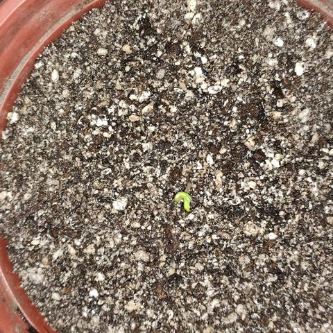 Chola  growlog photo: Radicula de más de 2 cm de largo
Inicio el transplante al sustrato 
Aparición de los dos cotiledones 