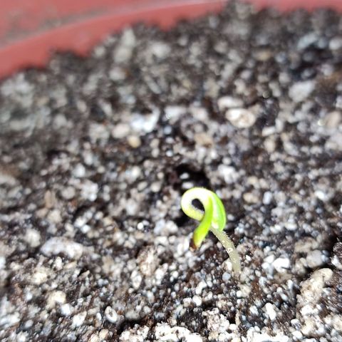 Chola  growlog photo: Radicula de más de 2 cm de largo
Inicio el transplante al sustrato 
Aparición de los dos cotiledones 
