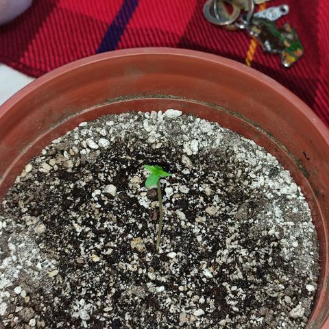 Chola  growlog photo: Altura de la planta (5cm)
Aparición de las dos hojas verdaderas y los cotiledones 