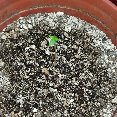 Chola  growlog photo: Altura de la planta (5cm)
Aparición de las dos hojas verdaderas y los cotiledones 
