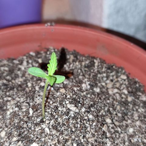 Chola  growlog photo: Aumento del tamaño de la plantula 
Hojas verdaderas visibles 