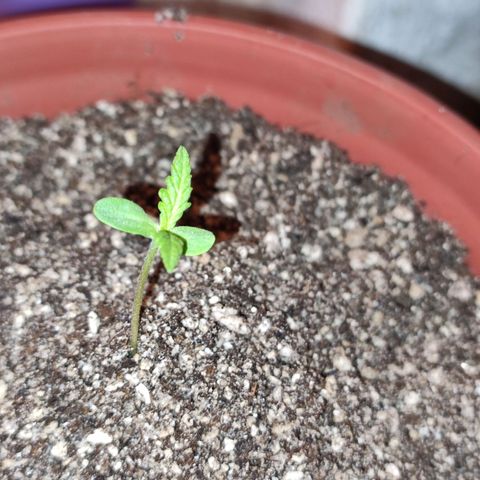 Chola  growlog photo: Aumento del tamaño de la plantula 
Hojas verdaderas visibles 