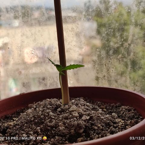 Chola  growlog photo: Incremento en longitud del tallo y tamaño de las hojas verdaderas 
Altura (10 cm)