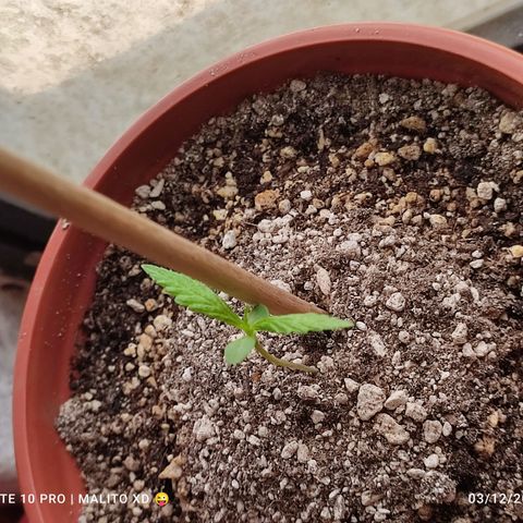 Chola  growlog photo: Incremento en longitud del tallo y tamaño de las hojas verdaderas 
Altura (10 cm)