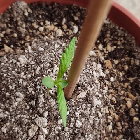 Chola  growlog photo: Incremento en longitud del tallo y tamaño de las hojas verdaderas 
Altura (10 cm)