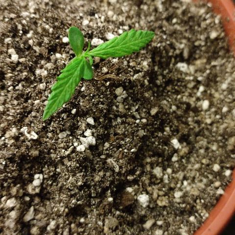 Chola  growlog photo: Aparición de otro par de hojas verdaderas 
Elongación de la plantula (se puso un palo para que no se rompa)