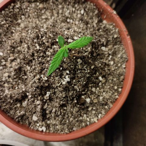 Chola  growlog photo: Aparición de otro par de hojas verdaderas 
Elongación de la plantula (se puso un palo para que no se rompa)
