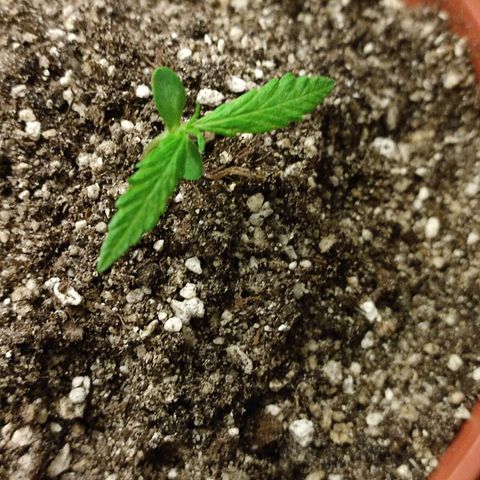 Chola  growlog photo: Aparición de otro par de hojas verdaderas 
Elongación de la plantula (se puso un palo para que no se rompa)