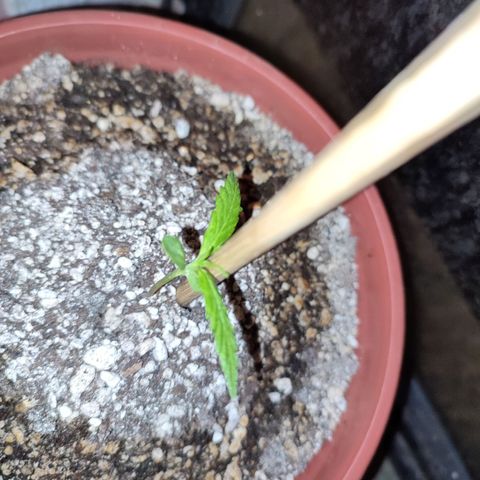 Chola  growlog photo: Aparición de otro par de hojas verdaderas 
Elongación de la plantula (se puso un palo para que no se rompa)