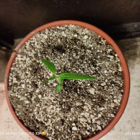 Chola  growlog photo: Aparición del tercer par de hojas aserradas 
Altura de planta se incrementa 2 cm, total 15cm