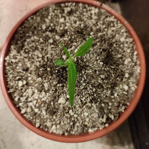 Chola  growlog photo: Aparición del tercer par de hojas aserradas 
Altura de planta se incrementa 2 cm, total 15cm