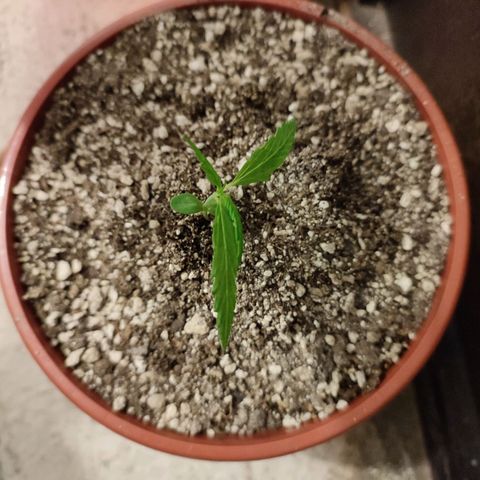 Chola  growlog photo: Aparición del tercer par de hojas aserradas 
Altura de planta se incrementa 2 cm, total 15cm