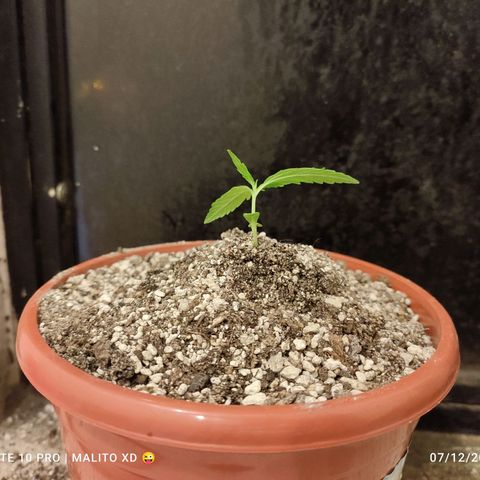 Chola  growlog photo: Aparición del tercer par de hojas aserradas 
Altura de planta se incrementa 2 cm, total 15cm
