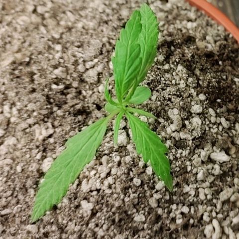 Chola  growlog photo: Se observa las hojas compuestas con 3 foliolos por el momento 
La altura aumento 3cm