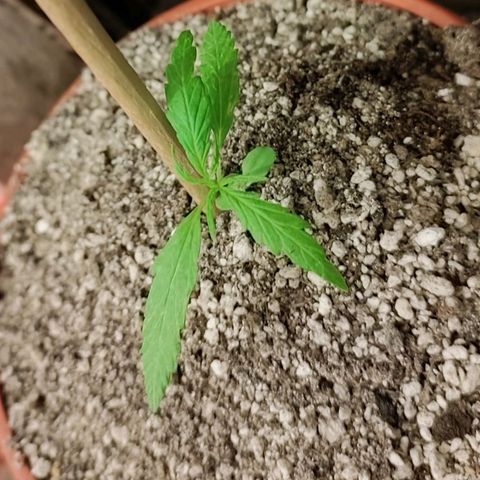 Chola  growlog photo: Se observa las hojas compuestas con 3 foliolos por el momento 
La altura aumento 3cm