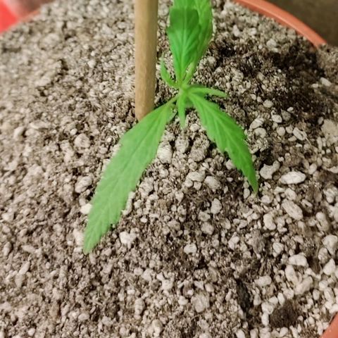 Chola  growlog photo: Se observa las hojas compuestas con 3 foliolos por el momento 
La altura aumento 3cm
