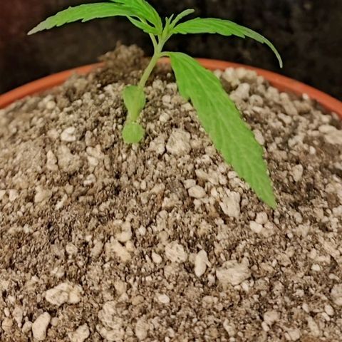 Chola  growlog photo: Se observa las hojas compuestas con 3 foliolos por el momento 
La altura aumento 3cm