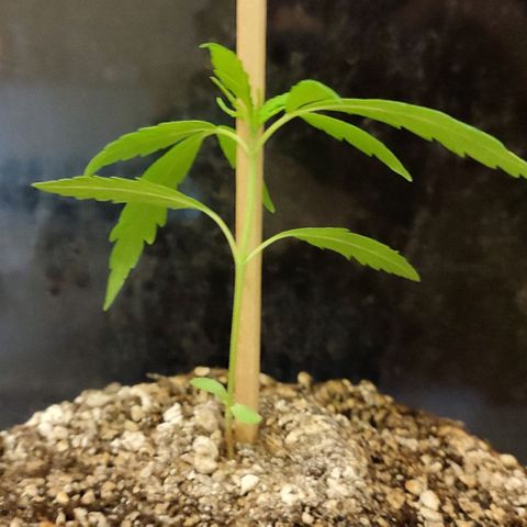 Chola  growlog photo: Aparición del quinto par de hojas verdaderas y aumento del tamaño
