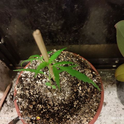 Chola  growlog photo: Aparición del quinto par de hojas verdaderas y aumento del tamaño