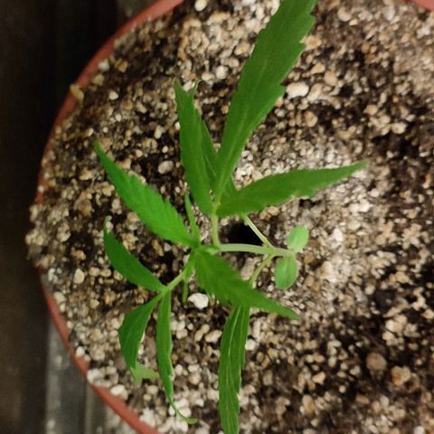 Chola  growlog photo: Aparición del quinto par de hojas verdaderas y aumento del tamaño