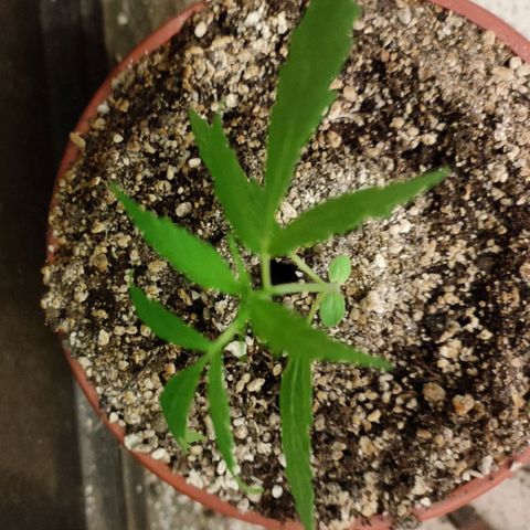 Chola  growlog photo: Aparición del quinto par de hojas verdaderas y aumento del tamaño