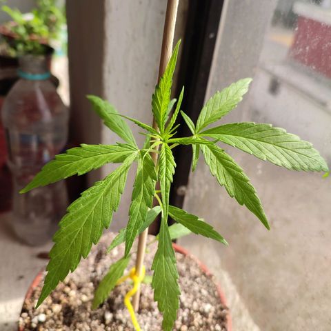 Chola  growlog photo: Seis pares de hojas verdaderas, una altura de 18 cm