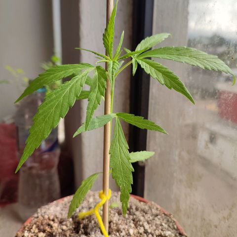 Chola  growlog photo: Seis pares de hojas verdaderas, una altura de 18 cm