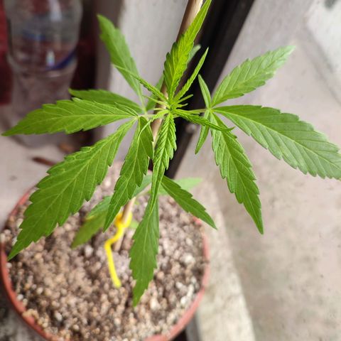 Chola  growlog photo: Seis pares de hojas verdaderas, una altura de 18 cm