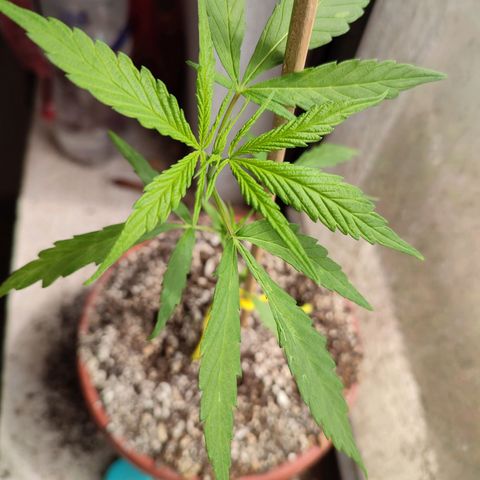 Chola  growlog photo: Aparición de las primeras hojas con 5 foliolos 