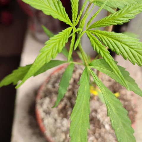 Chola  growlog photo: Aparición de las primeras hojas con 5 foliolos 