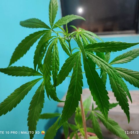 Chola  growlog photo: Séptimo par de hojas compuestas, de las yemas empiezan a germinar más pares de hojas 