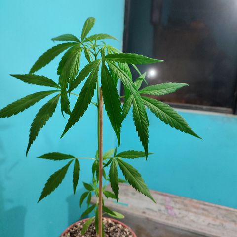 Chola  growlog photo: Séptimo par de hojas compuestas, de las yemas empiezan a germinar más pares de hojas 