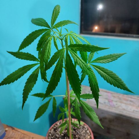 Chola  growlog photo: Séptimo par de hojas compuestas, de las yemas empiezan a germinar más pares de hojas 