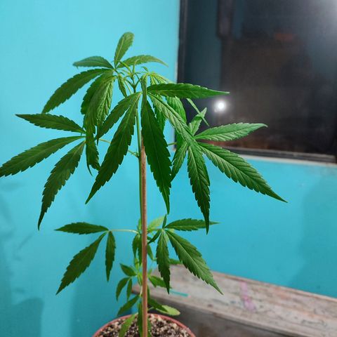 Chola  growlog photo: Séptimo par de hojas compuestas, de las yemas empiezan a germinar más pares de hojas 