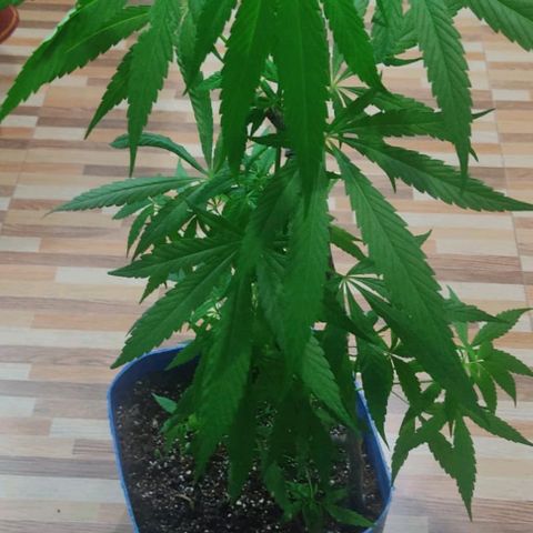 Chola  growlog timeline photo