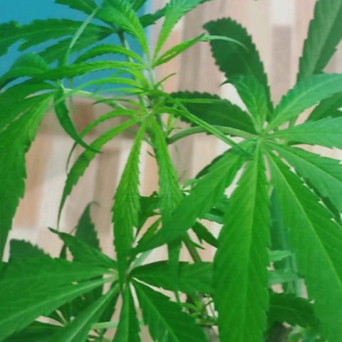 Chola  growlog timeline photo