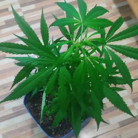 Chola  growlog timeline photo