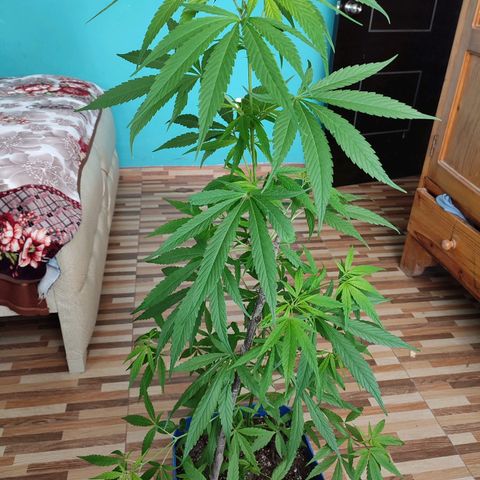 Chola  growlog photo: Décimo segundo par de hojas, has el momento no inicia la fase de floración.
Las hojas presentan 7 foliolos
Se aplica fertilización orgánica casera (restos de alimentos licuados)
Su altura es de 1 metro con 5 centímetros
