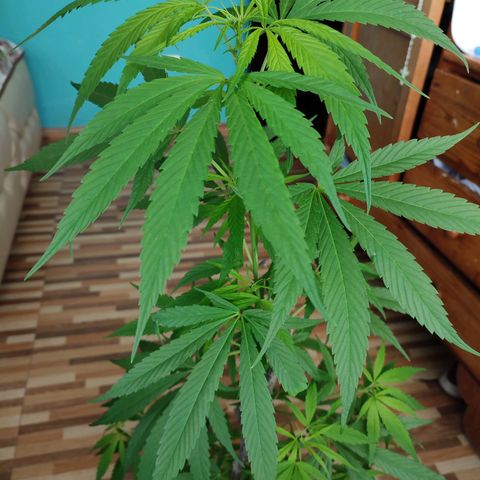 Chola  growlog photo: Décimo segundo par de hojas, has el momento no inicia la fase de floración.
Las hojas presentan 7 foliolos
Se aplica fertilización orgánica casera (restos de alimentos licuados)
Su altura es de 1 metro con 5 centímetros
