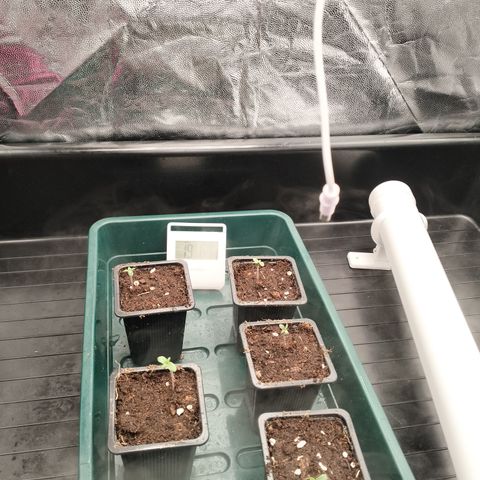 Sweety GZK #3 growlog timeline photo