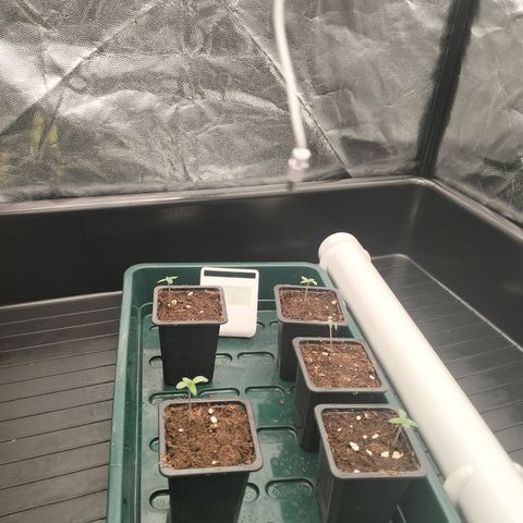 Sweety GZK #3 growlog photo: Se puso ventilador 