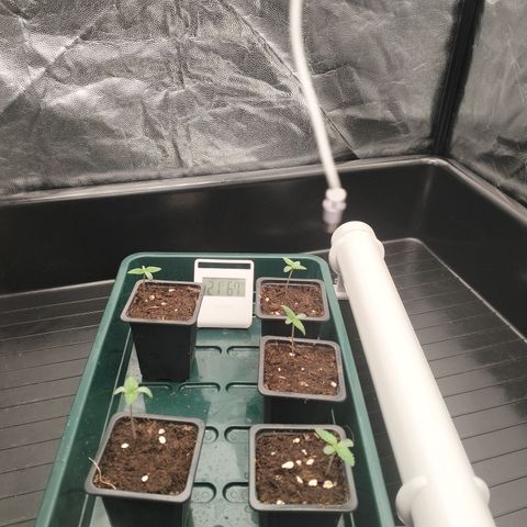 Sweety GZK #3 growlog timeline photo