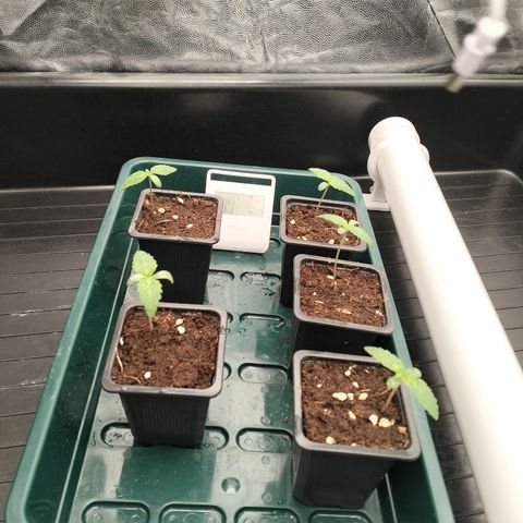 Sweety GZK #3 growlog timeline photo