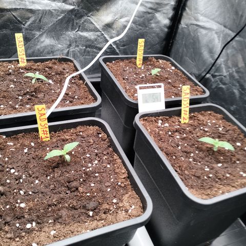 Sweety GZK #3 growlog timeline photo