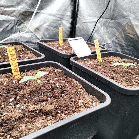 Sweety GZK #3 growlog timeline photo