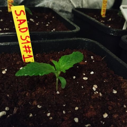 Sweety GZK #1 growlog timeline photo