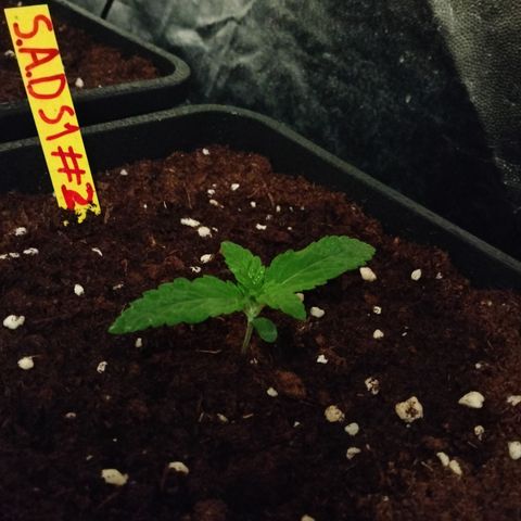 Sweety GZK #2 growlog timeline photo