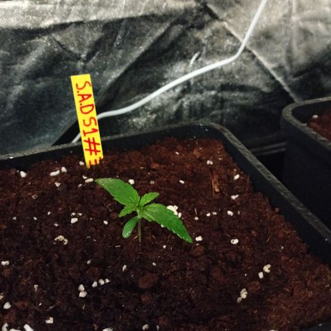 Sweety GZK #3 growlog photo: Hojas más sativa 