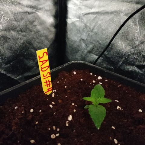 Sweety GZK #4 growlog timeline photo